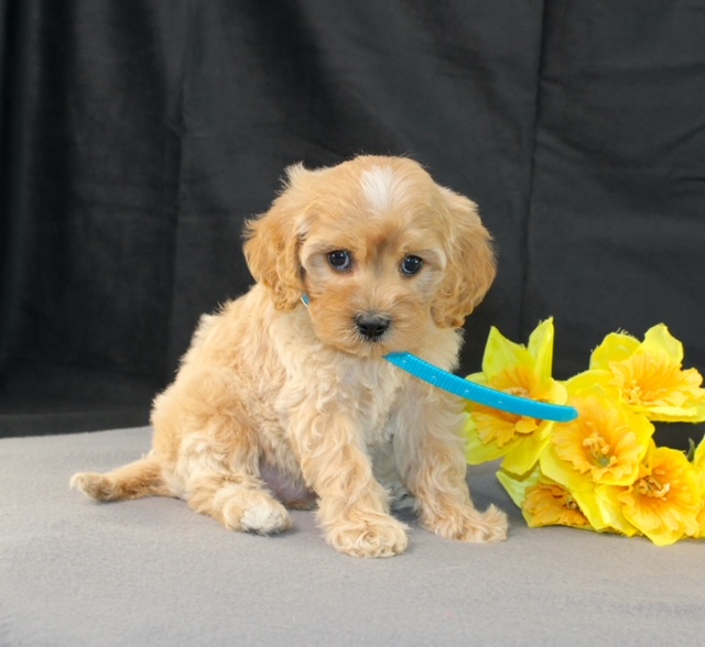 puppy, for, sale, Mini Goldencavadoodles, Ivan J. Stoltzfus, dog, breeder, Dornsife, PA, dog-breeder, puppy-for-sale, forsale, nearby, find, puppyfind, locator, puppylocator, aca